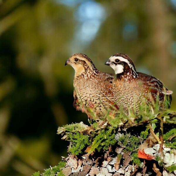 bobwhite quail gamebirds